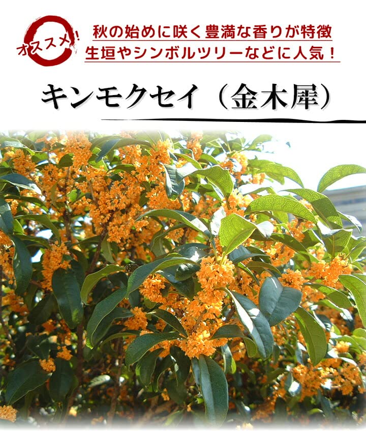 Amazon.co.jp: キンモクセイ 樹高0.3m前後 10.5cmポット 【 単 品