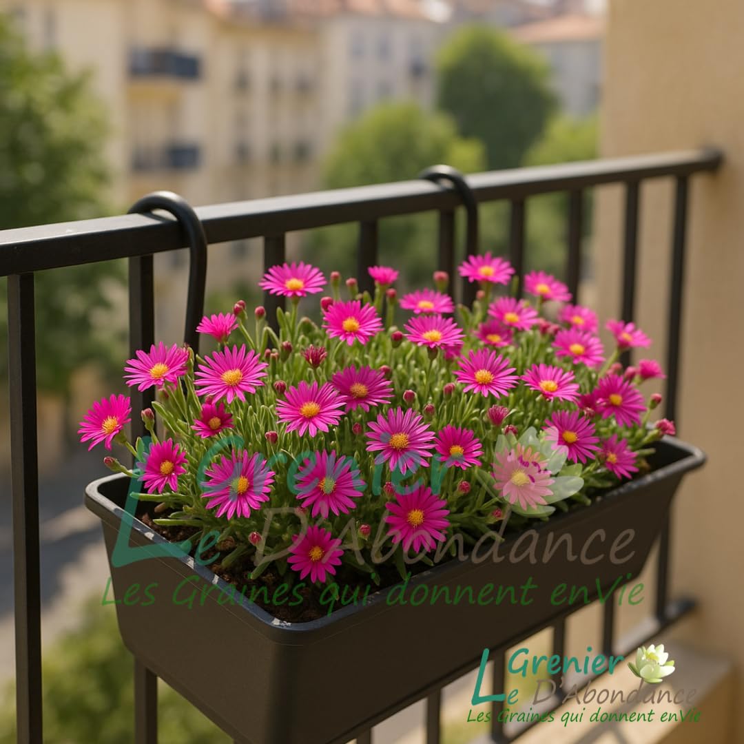 Graines De Fleurs OEILLET D'INDE BAMBINO (Tagetes Patula Nana