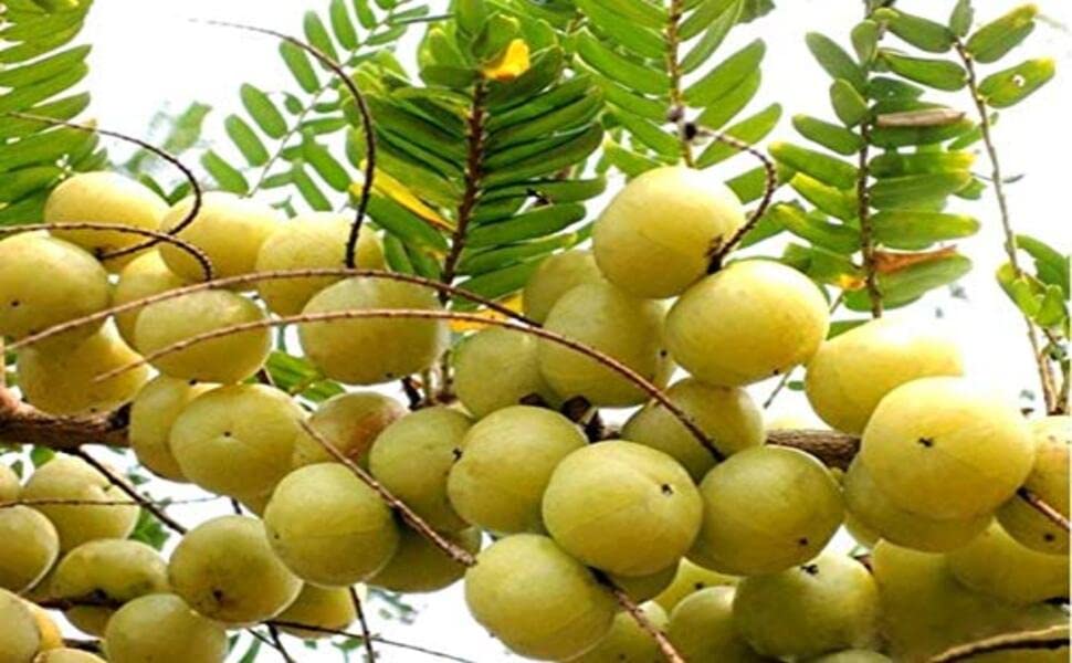 Eroanvia Amla Tree (Plant Height 2-3 feet) Amla/Indian Gooseberry Clone Tyep Hybrid Amlaki Healthy Hybrid Live Frout Plant For Home Garden (B0BMGT67VG) Amazon Price History, Amazon Price Tracker