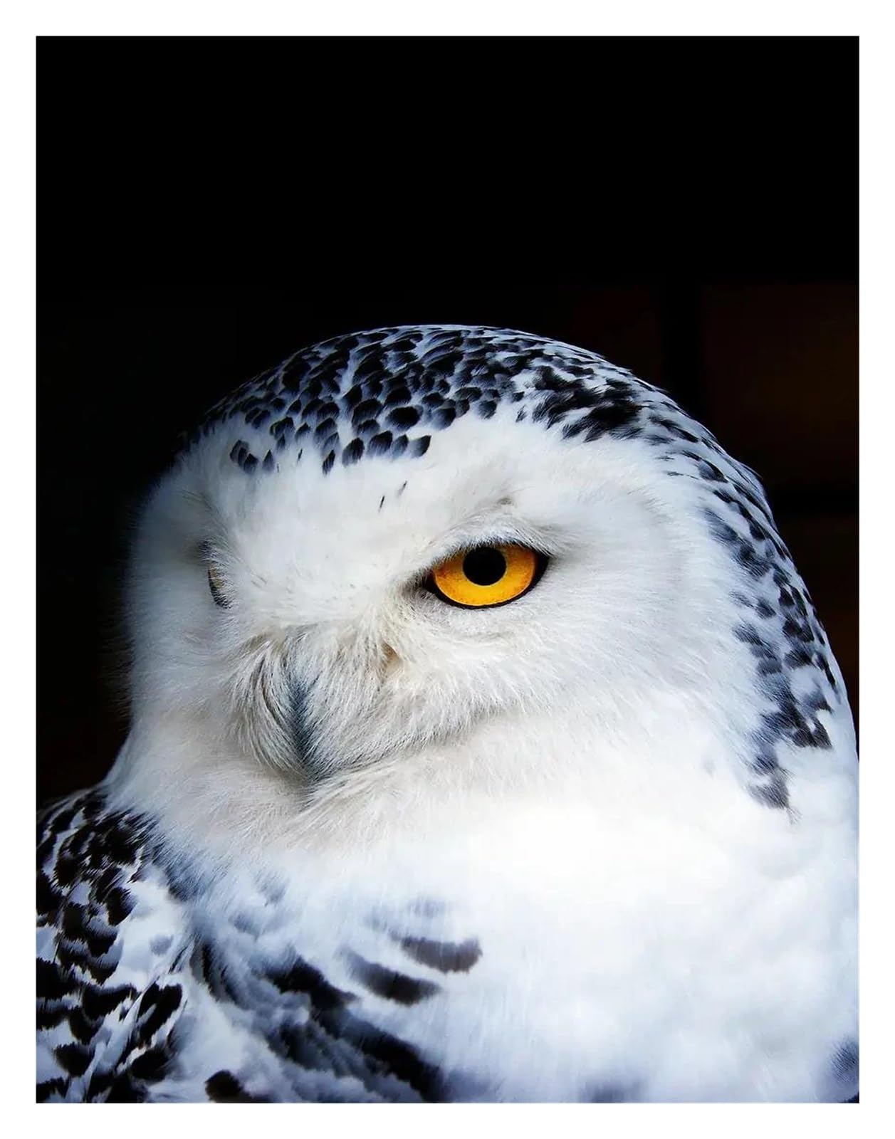 Xenite D Wall Art Canvas Prints Classic Majestic In Forest Photography Posters Prints Polar Owl Canvas Painting Wall Art Picture Home Living Room Ecor(,50X70cm)