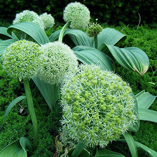 Semi Di Cipollotto Perenni 300 Pz – Resistenti, Ideali Per Giardino, Balcone E Aiuole Rialzate
