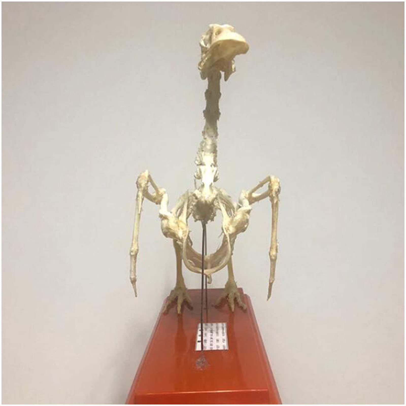 LUCKFY Fox Réel Crâne Spécimen Squelette Animal Pour Taxidermie Art Fournitures Os Vétérinaire Médecine 1: 1 Bar Enseignement Vétérinaire Décoration Art Collection