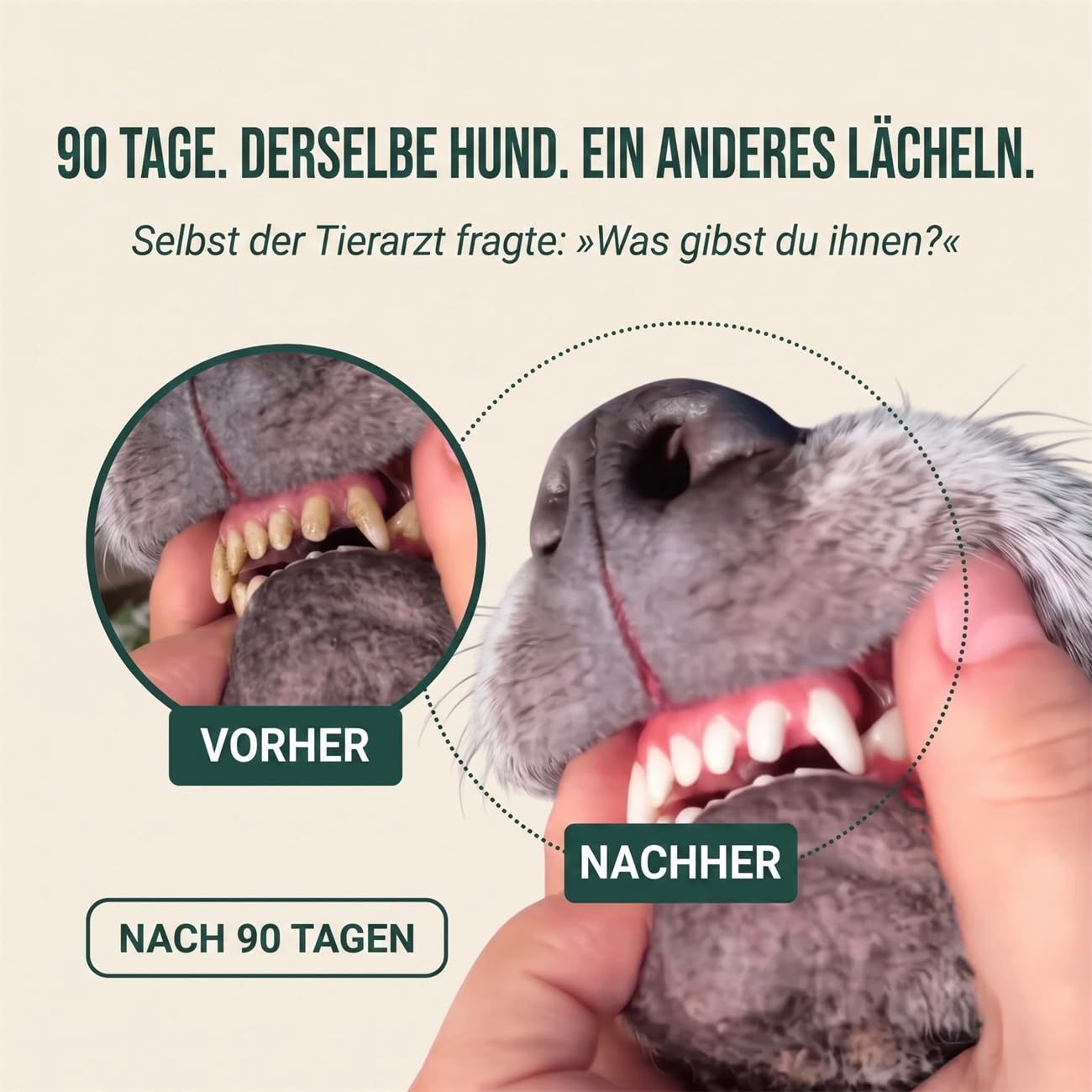 Dentalspray für Hunde – Zahnsteinentferner & Zahnpflege Spray – Gegen Mundgeruch, Plaque & Zahnfleischprobleme