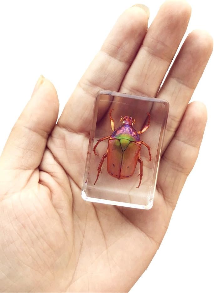 QTMY Biology Science World Collection of Real Insect Specimen Paperweight (Brown Cockchafer Beetle)