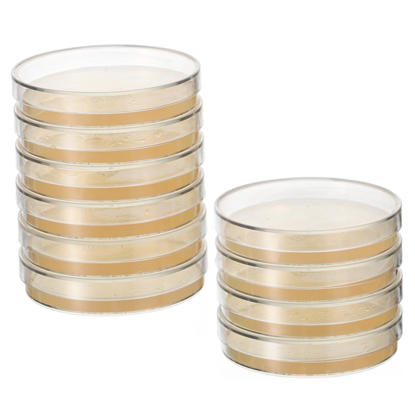 KESYOO 10 Boîtes de Petri Pré-coulées de 7 Cm Contenant de La Gélose, pour Expériences Scientifiques Et de Laboratoire, Microbiologie, Cours de Biologie, 10 Pièces