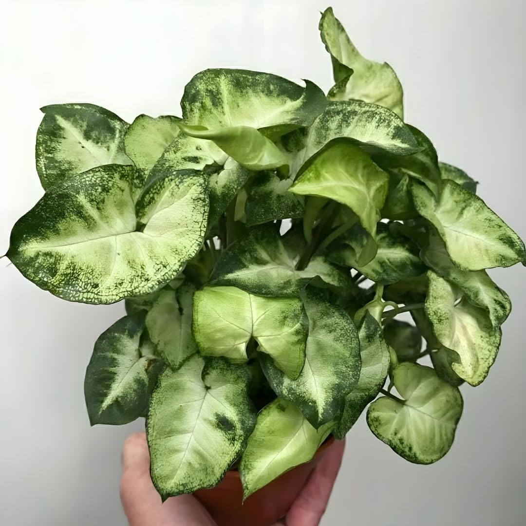 Amulya FARMS & NURSERY Air Purifying Syngonium Albo Variegated BonsaiIndoor Live Plants for Room, Home, Office & Desk Decor | Velvet Leaf | Small Size Black Pot Included (Syngonium Pixie) (B0CXSZ2W9T) Amazon Price History, Amazon Price Tracker