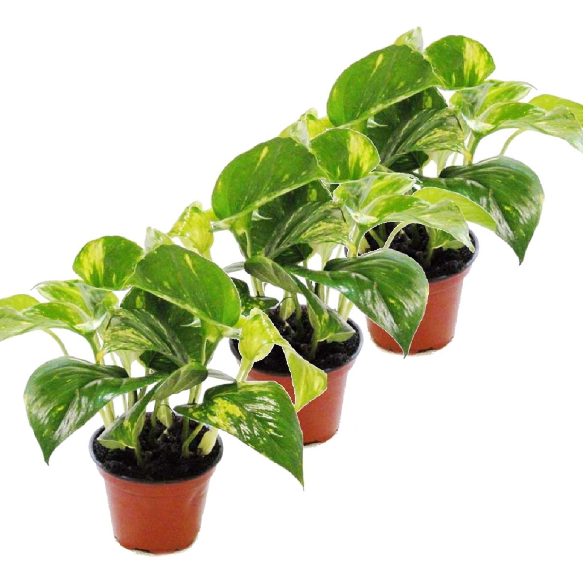 drachenbaum zimmerpflanze kaufen Drachenbaum 