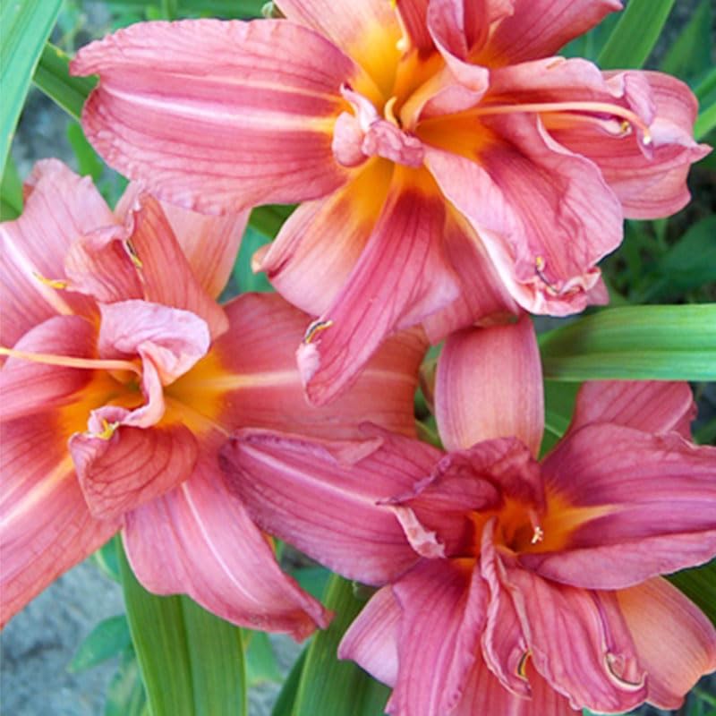 Double Passion Daylily Root