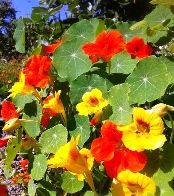 Miniatura 5 de Semillas Capuchina Mezcla Tall Trasero Berro Indio Flores Anuales