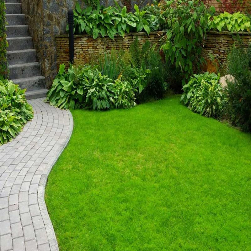Korean carpet garden grass seeds || Seeds for korean carpet garden grass || Number of seeds 10600 (B0CSG2PVWC) Amazon Price History, Amazon Price Tracker