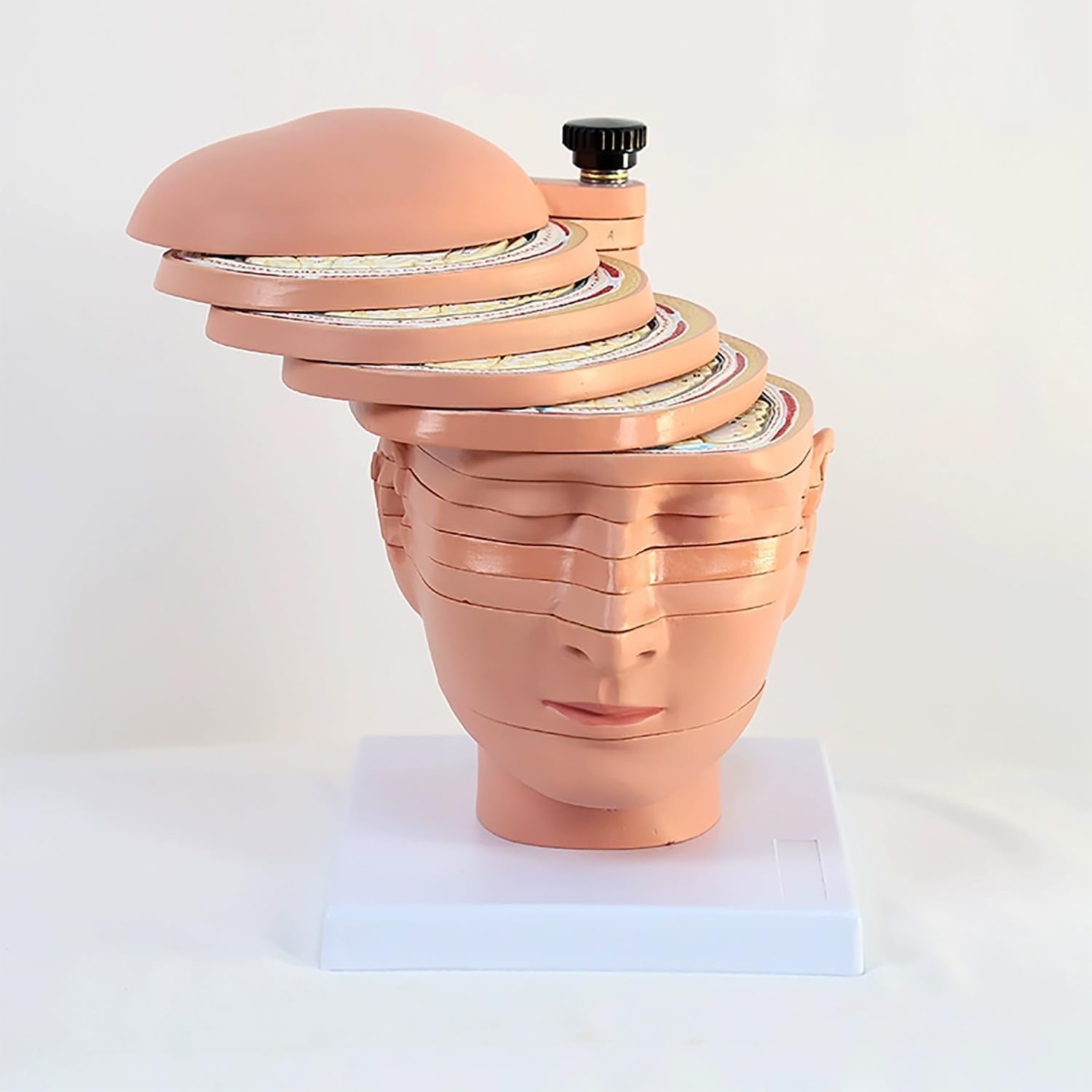 12-częściowy model anatomiczny przekroju ludzkiego mózgu, z cyfrowym oznaczeniem, model demonstracyjny obrazowania Ct MRI do nauczania i wyświetlania medycyny
