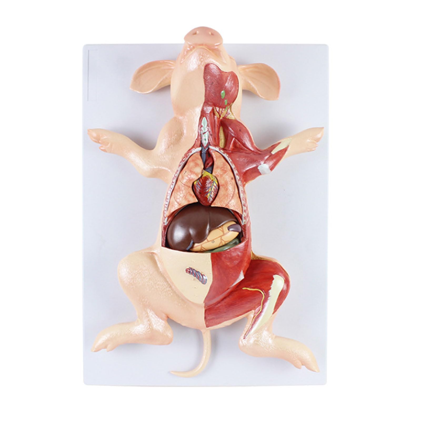 YNIYUJKL Teaching Pig Anatomy Model Fetus Pig Hog Anatomical Pig Muscles And Internal Organs Animal Liver Stomach Heart Lungs Study Tool Skeleton Model