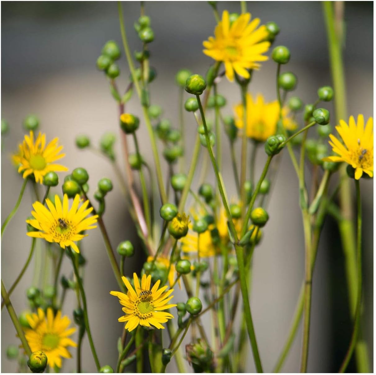 Everwilde Farms - 1/4 Lb Prairie Dock Native Wildflower Seeds - Gold Vault