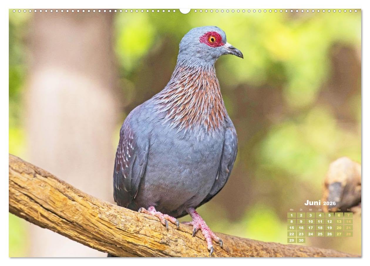 Tauben: vielfarbiges Gefieder und prächtige Federkrone (hochwertiger Premium Wandkalender 2026 DIN A2 quer), Kunstdruck in Hochglanz: Tauben aus allen ... Turteln und Flügelschwung (CALVENDO Tiere)