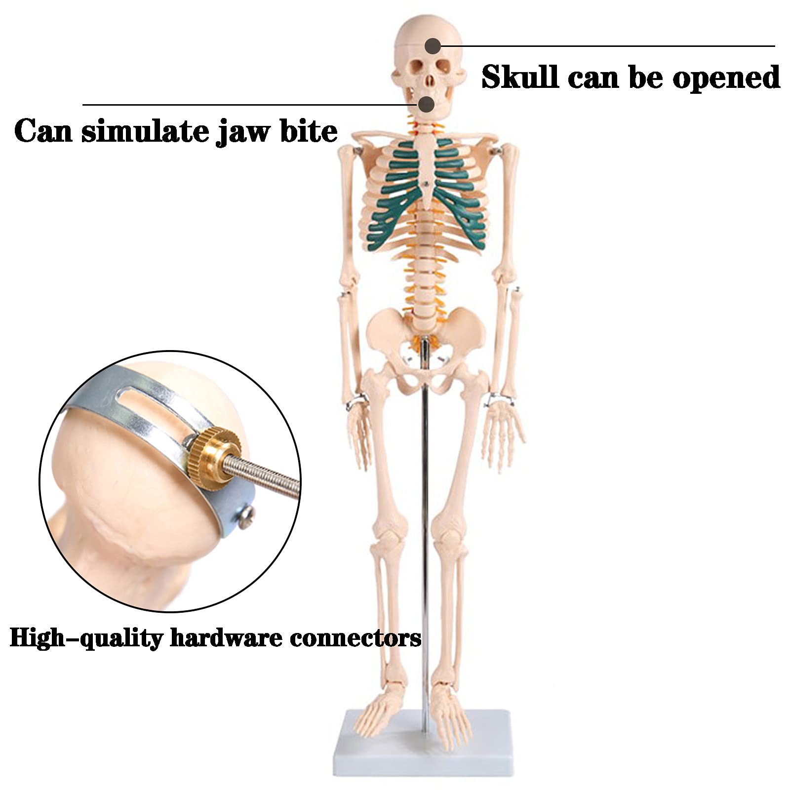 ZDM Menschliches Skelett Modell Klein 85cm, Abnehmbar Skelett Anatomisches Menschliches Modell Lernmodell Oder Lehrmittel für Schule und Krankenhaus