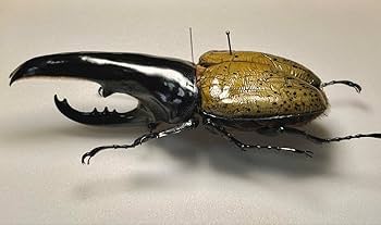 ヘラクレス　標本用　超極太 昆虫標本 極太極短ヘラクレスオオカブト c68メテオ×パチセラス b