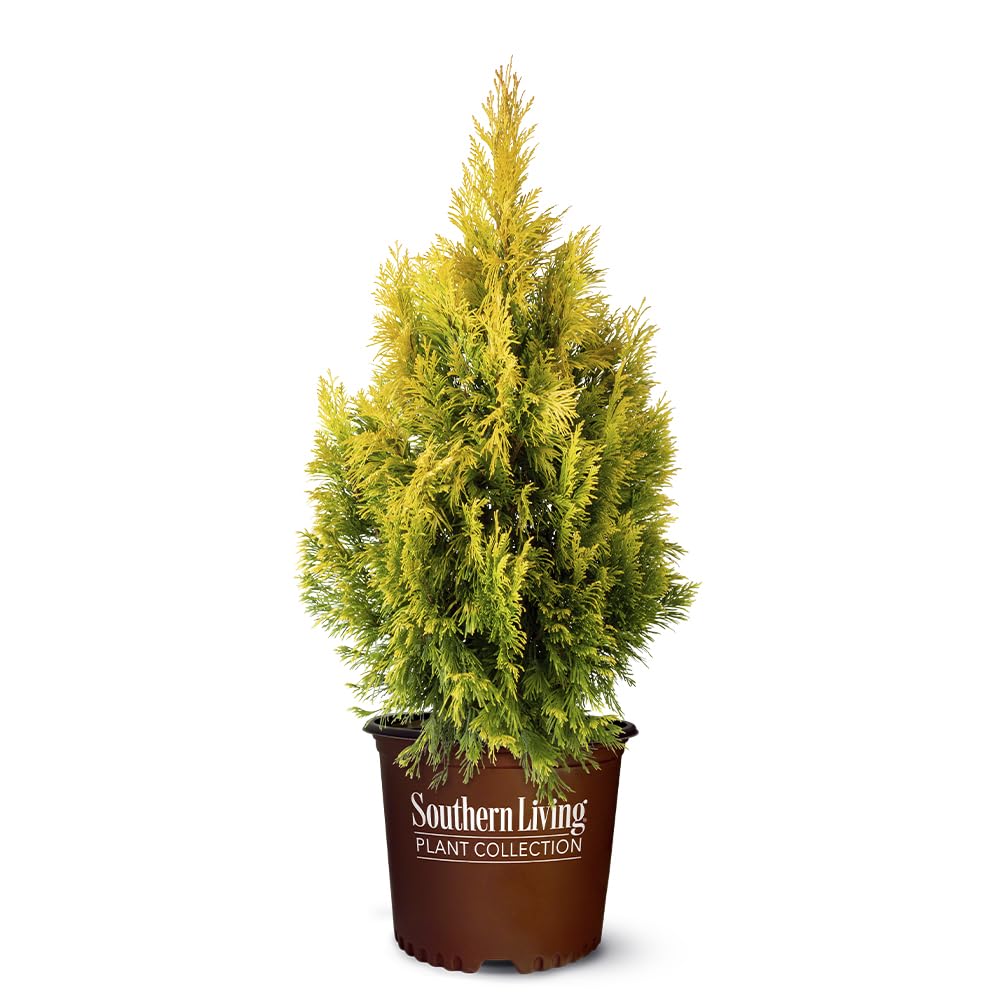 Southern Living Forever Goldy Arborvitae