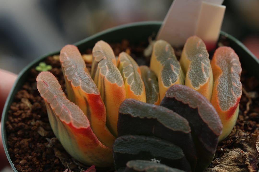 Amazon.co.jp: 多肉植物 ハオルチア 玉扇錦 極上斑入り : ホーム