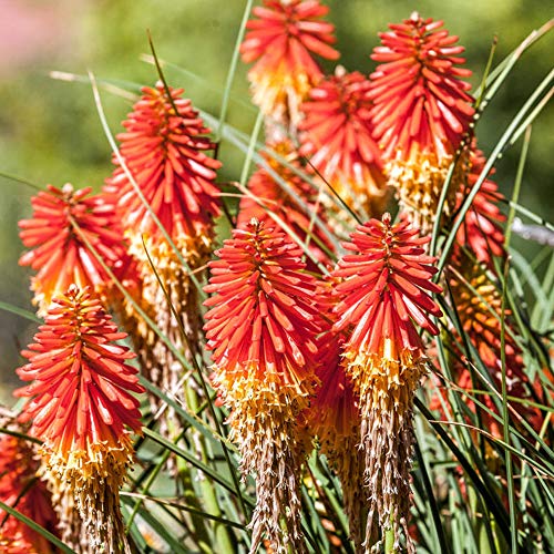 Kniphofia 'Papaya Popsicle' è un arbusto perenne sempreverde in vaso da 9 cm.