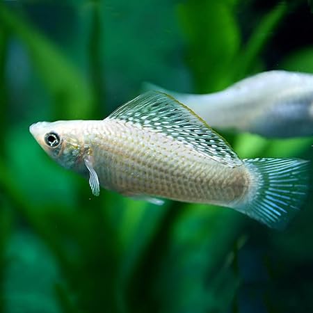 Amazon 熱帯魚 シルバーセルフィンモーリー 約５cm 1ペア 生体 観賞魚 水中生物 通販