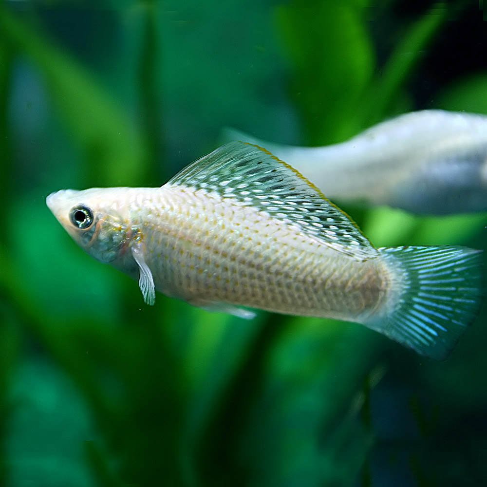 Amazon | (熱帯魚)シルバーセルフィンモーリー （約5cm）＜1ペア