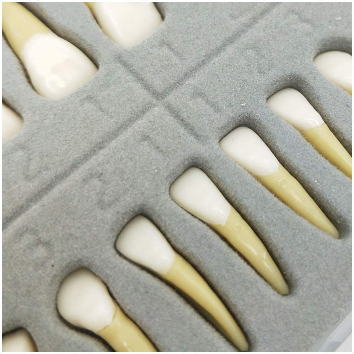 ERNZI Ensemble De 28 Pièces Modèle De Dents Permanentes Bicolores G Modèle Dentaire G Modèle De Dents Standard pour Adultes G pour Démonstration Modèle D'enseignement Médical, Matériel De Laboratoire