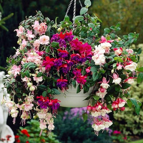CHUXAY GARDEN Mix Fuchsia Flower Seeds for Planting Outdoors 50 Seeds Colorful Perennial Flowers Assorted Collection Inside Outdoor Plant Low-Maintenance Extremely Decorative CHUXAY GARDEN Mix Fuchsia Flower Seeds for Planting Outdoors 50 Seeds Colorful Perennial Flowers Assorted Collection Inside Outdoor Plant Low-Maintenance Extremely Decorative