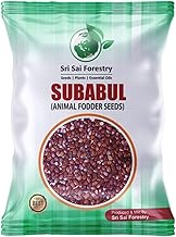 SRI SAI FORESTRY Subabul Seeds - 250G (Safed Babool, Soundal) Subabul Tree Seeds for Plantation