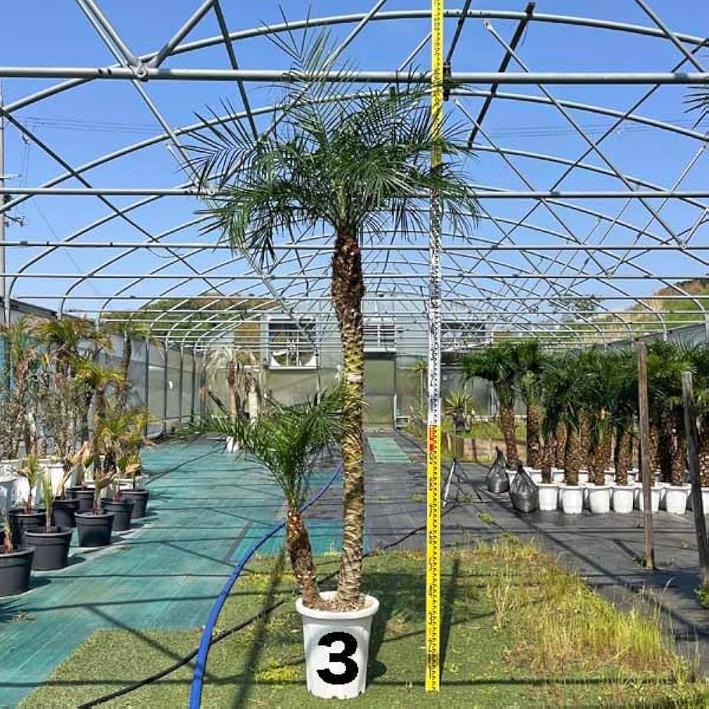 テ*ト様 フェニックス・ロベレニー 2本立ち 葉先100cm 希少株 I*8様 フェニックス・ロベレニー 2本立ち 葉先100cm 希少株