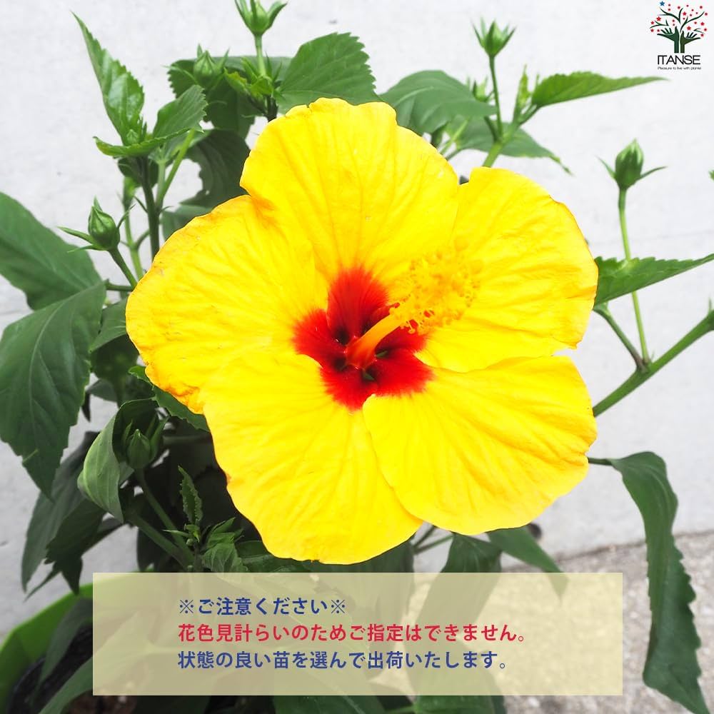 Amazon.co.jp: 北欧生まれのインドア・ハイビスカス サニーシティー 色