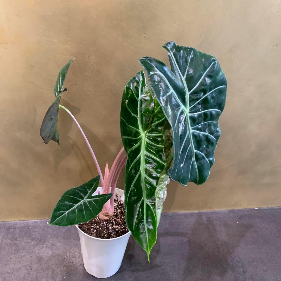 1アロカシア　ブセウド　サンデリアナ　ピンク 1 斑入り アロカシア ブセウド サンデリアナ ピンク 芋株 2斑入り