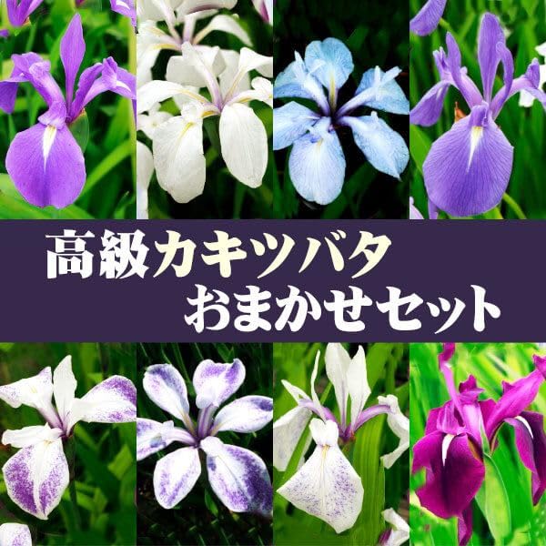 カキツバタ 苗 一株 品種名自信なし 相談ページ Amazon.co.jp: 花苗 カキツバタ 高級品種おまかせセット 3種3株 / 国