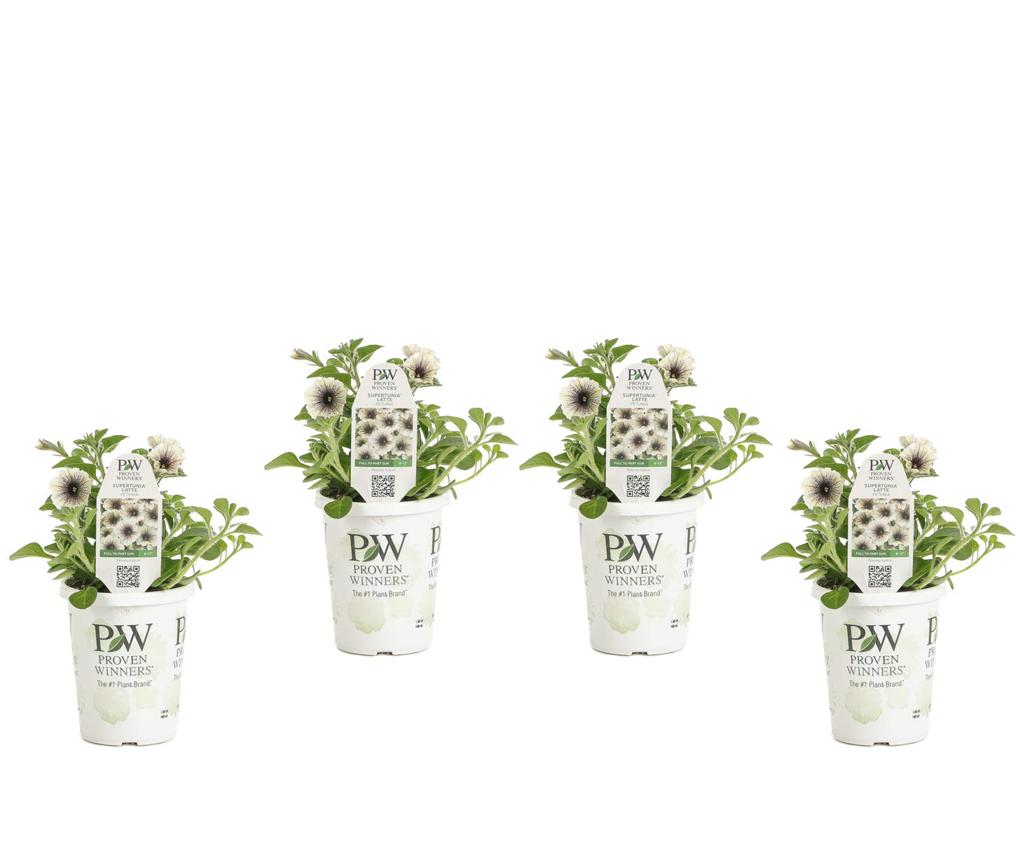 Amazon.com : 4 Pack, 4.25