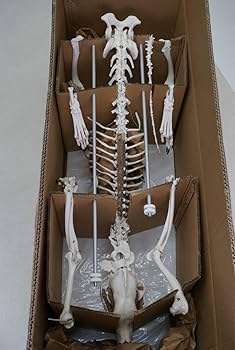 Amazon.co.jp: ERLER ZIMMER (エルラージマー社) 犬 骨格模型