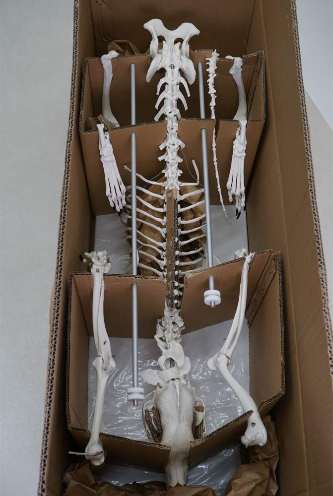 ドイツErler-Zimmer社製 人体模型 骨格モデル Amazon.co.jp: ERLER ZIMMER (エルラージマー社) 犬 骨格模型