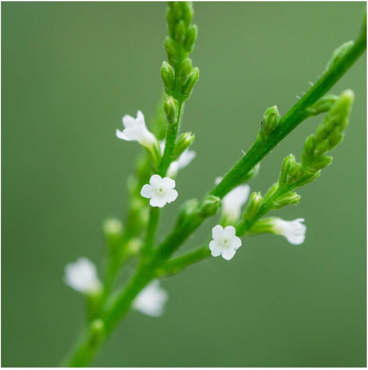 Everwilde Farms - 1/4 Lb White Vervain Native Wildflower Seeds - Gold Vault