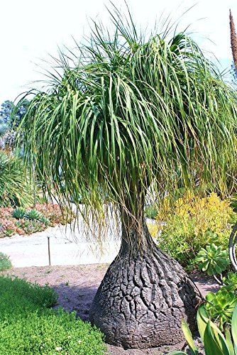 dracena deremensis compacta Large Dracaena Compacta Cane Houseplant - Large (2' to 4' tall) Sea Glass Planter