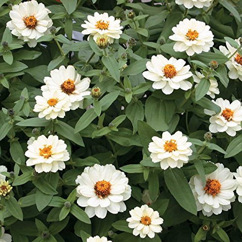 Park Seed Zinnia Seeds Planting Flowers Easy to Grow Non-GMO Perfect for Spring Garden Dreamland Pink Pack of 25 product thumbnail 12