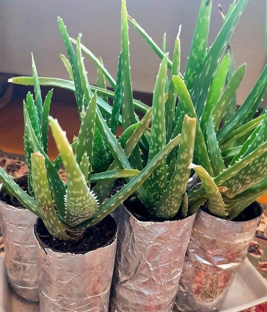 Amazon.co.jp: アロエベラ 苗 多肉植物 抜き苗 1520cm 5株 : DIY・工具