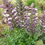 6x Acanthe épineuse - Acanthus spinosus - Godet 9x9cm