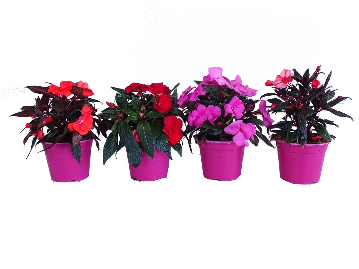 Impatiens - Pack de 4 Plantas Vivas - Planta Alegría con Flores para el Hogar