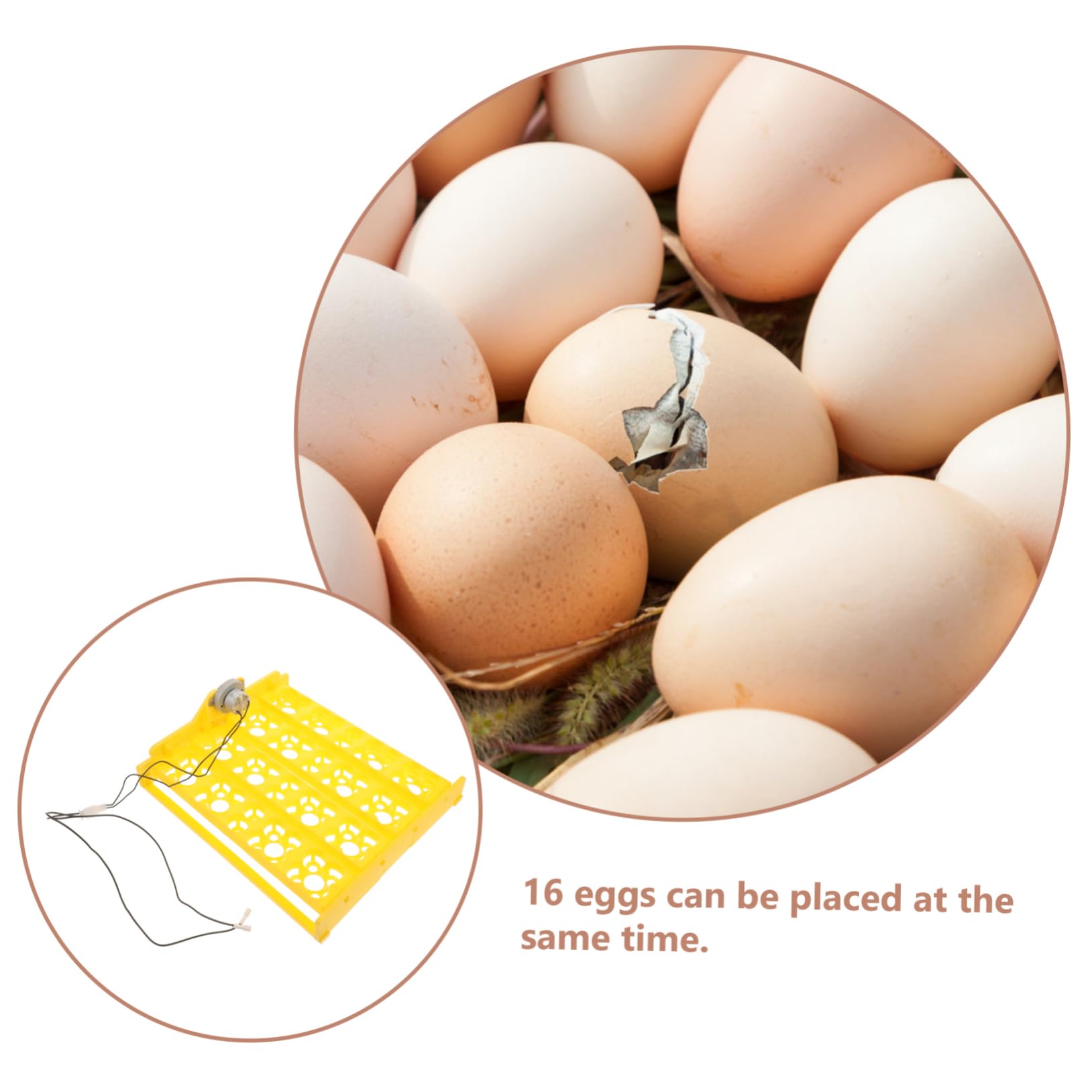 BESPORTBLE Vassoio per Incubatrice Automatico in Plastica per Rotazione delle Uova di Gallina Forniture per Incubatrice Domestica per Schiusa dei Polli