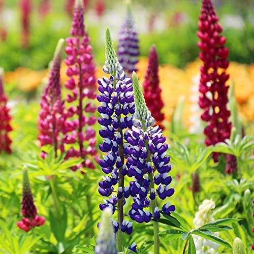 Seedsup - 30+ Giant Lupin - Flower Mix #TOP1