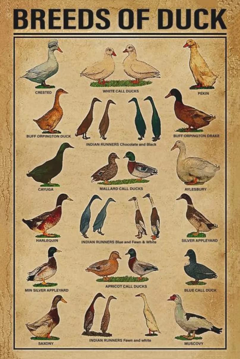 Houvssen Earth Tones Tin Signs For Man Cave Breeds Of Duck Poster Vintage Duck Art Duck Breeds Wall Art Farm House Decor Duck Breed Poster Duck Wall Art Vintage Poultry 8X12 Inch