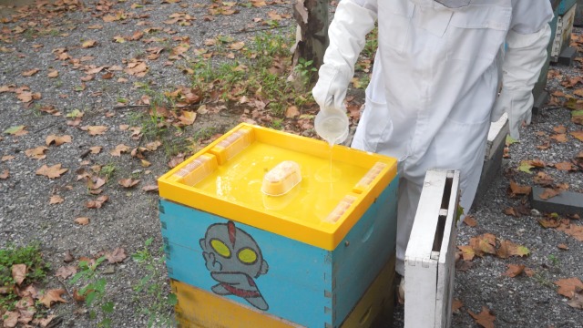 BEE-HIVE フライヤー BEE-HIVE フライヤー