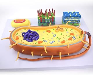 Version of Bacterial Structure Model Morphology Structure Function Model Nucleus Chromosome Biological Flagellum Model Teaching