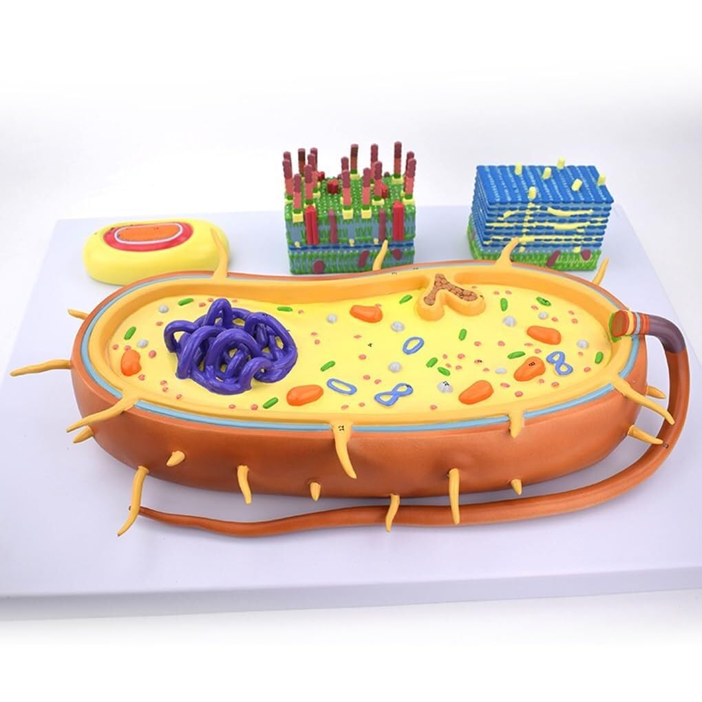 AMITD Bacterial Structure Model with Flagella & DNA for Biology Teaching