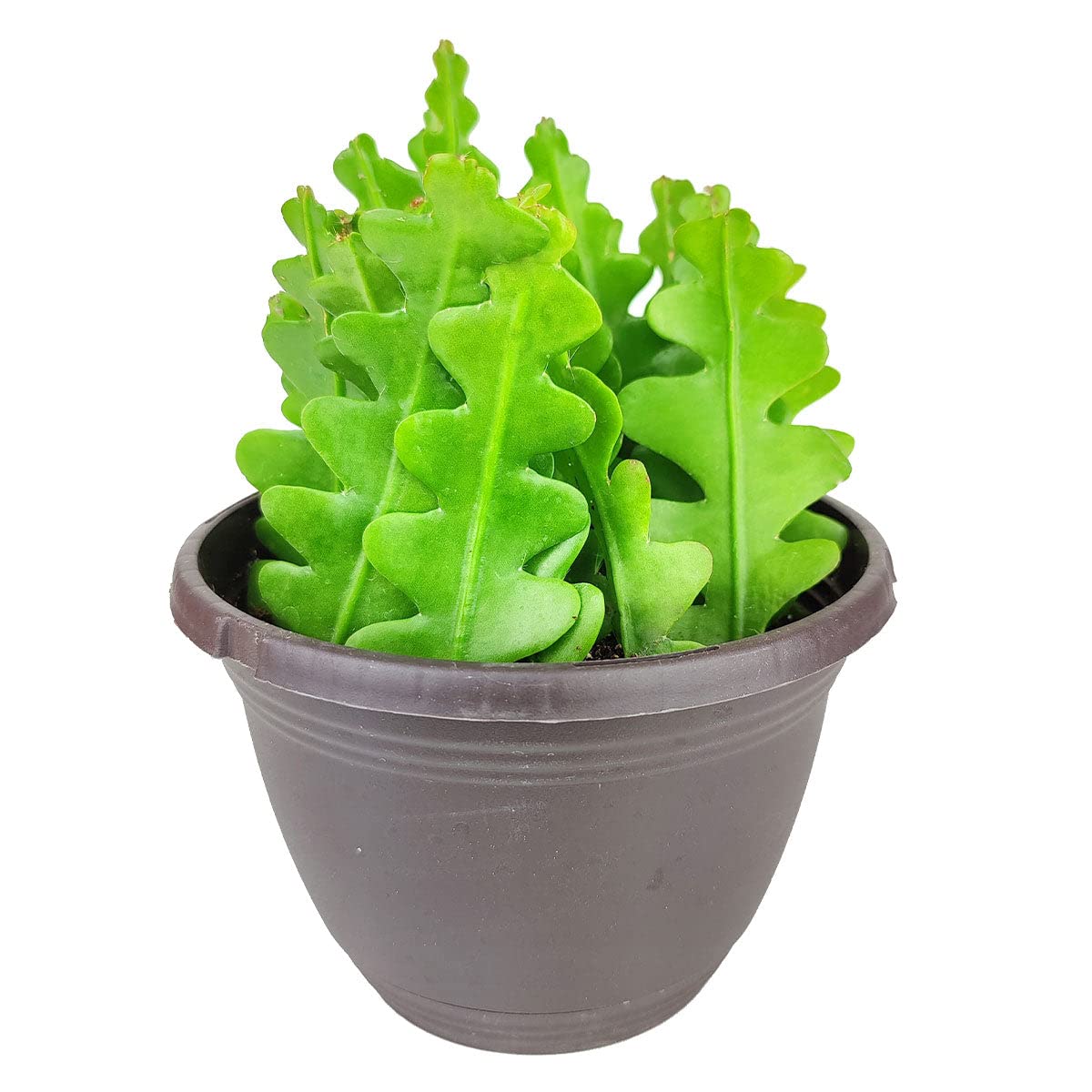 SUCCULENTS BOX Live Fishbone Cactus