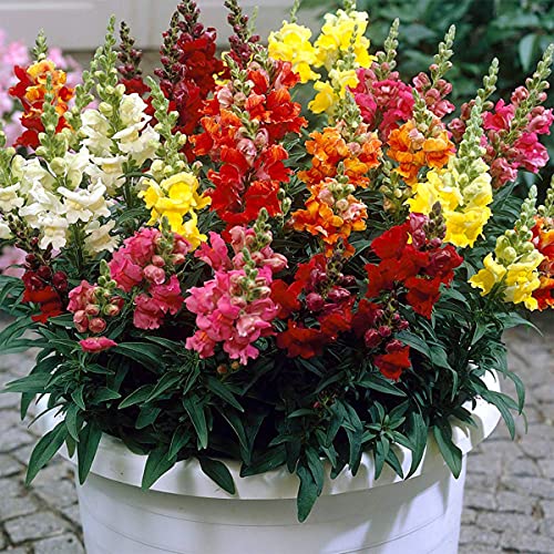 1000 X Mixed Snapdragon Flower Seeds for Planting & Growing Easy to Grow Home Gardens Multicolor Wildflower Seeds
