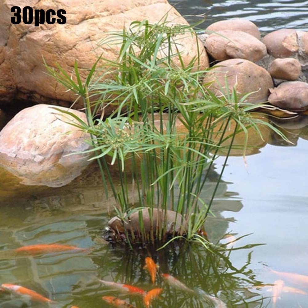 Haloppe 30 Unids Cyperus Alternifolius Flores Plantas Semillas para la Plantación de Jardín en el Hogar, Cyperus Alternifolius Semillas Planta de Agua Semi-acuática Estanque Jardín Decoración Se